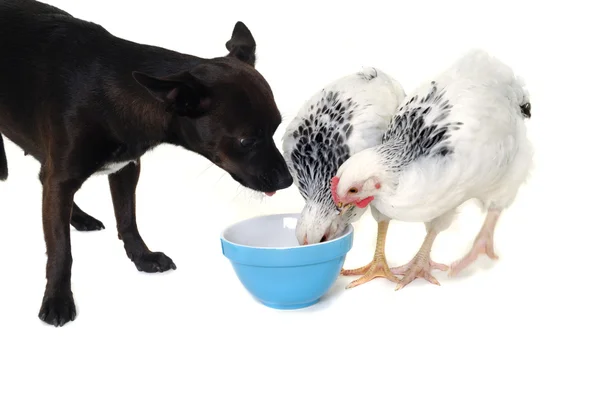 Perro cachorro y pollo comiendo —  Fotos de Stock