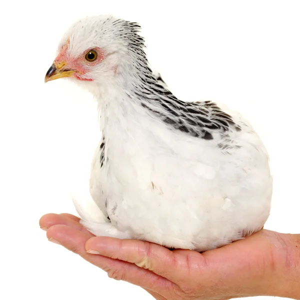 Elinde tavuk — Stok fotoğraf