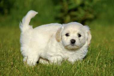 Bichon havanais yavru köpek