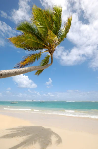 Palma pendurada sobre praia caribenha exótica — Fotografia de Stock
