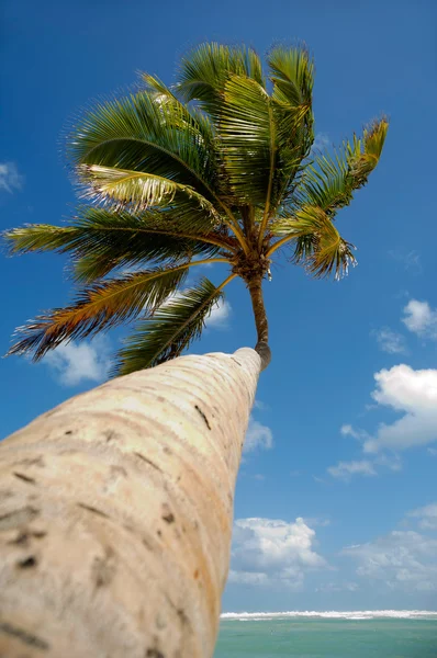 Palm op exotische strand in Caribisch gebied — Stockfoto