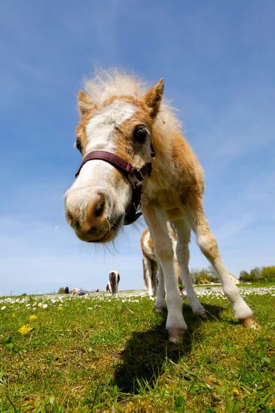 Jonge veulen paard op veld — Stockfoto