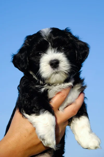 Kleine puppy in hand — Stockfoto