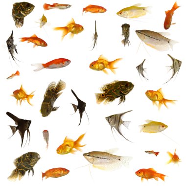 Fish collection. 5000 x 5000 pixels. clipart