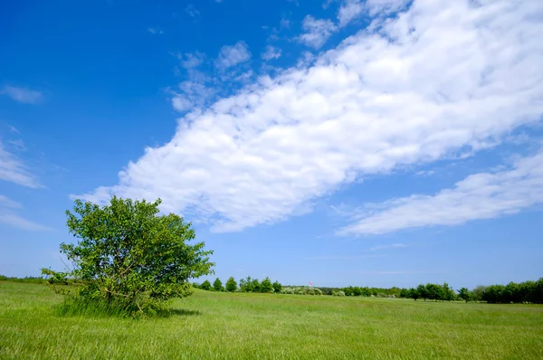 Albero su campo verde — Foto Stock