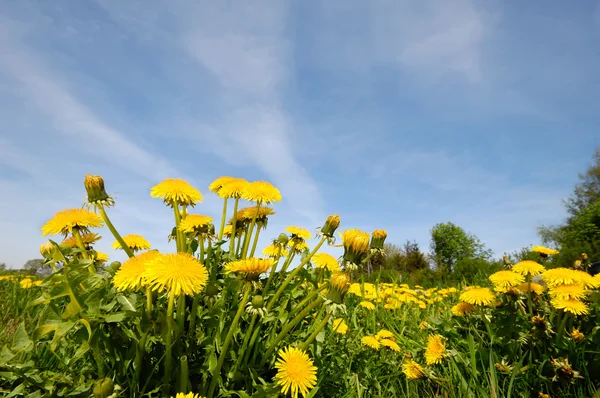 Voikukka kukkia luonnossa — kuvapankkivalokuva