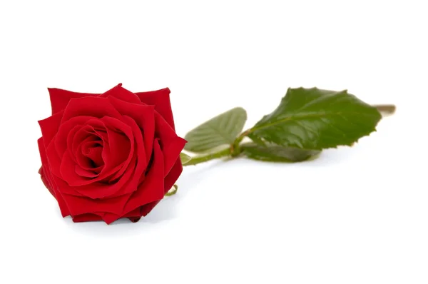 Červená růže květiny izolované na bílém pozadí — Stock fotografie