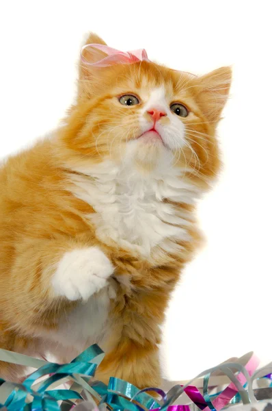Kočka kotě s lukem — Stock fotografie