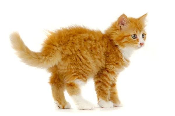 Sladká cat kitten stojící na bílém pozadí — Stock fotografie