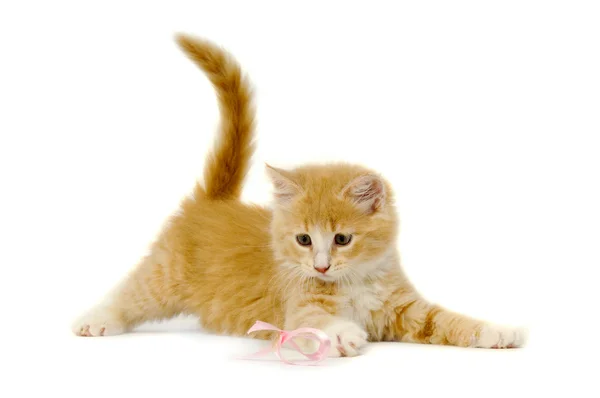 Pink bow oynamak kedi yavru kedi — Stockfoto