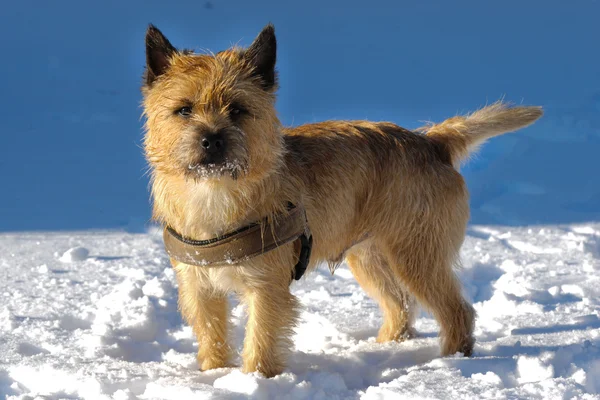 Köpeği karda — Stok fotoğraf