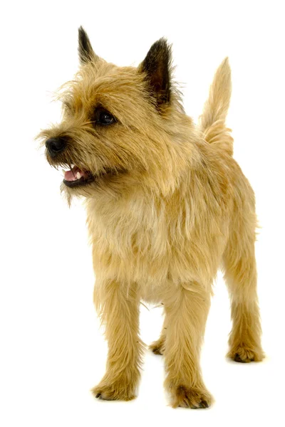 Cairn terrier —  Fotos de Stock