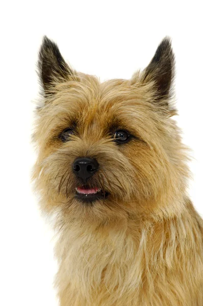 Σκύλος χαρούμενος cairn τεριέ — Φωτογραφία Αρχείου