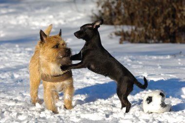 Karda iki köpek