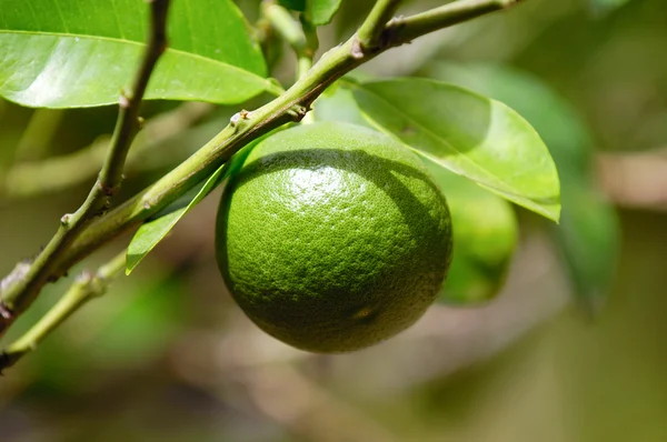 stock image Lime fruit