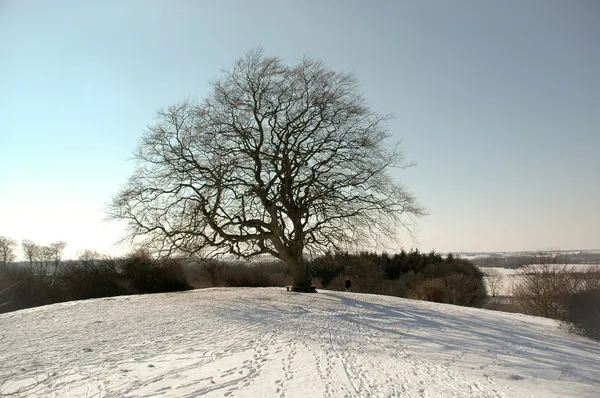 Drzewo w zimie — Zdjęcie stockowe