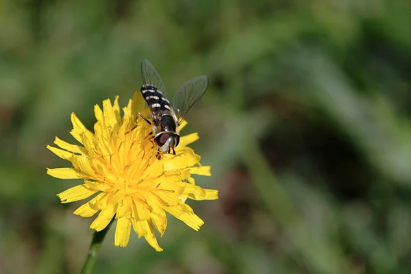 Цветок и пчела — стоковое фото