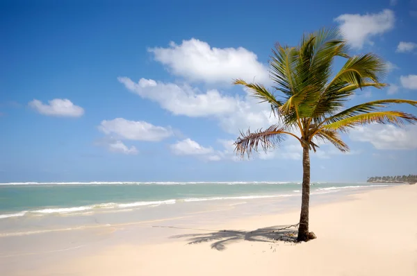 Карибский пляж с пальмовым и белым песком — стоковое фото
