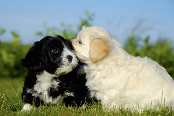 Чорно-білі цуценята собаки — стокове фото