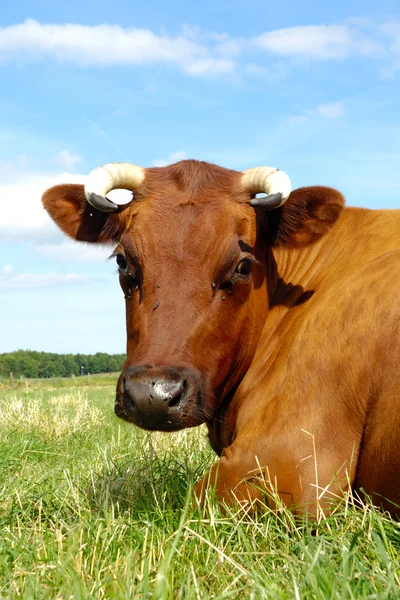 Twarz krowy — Zdjęcie stockowe