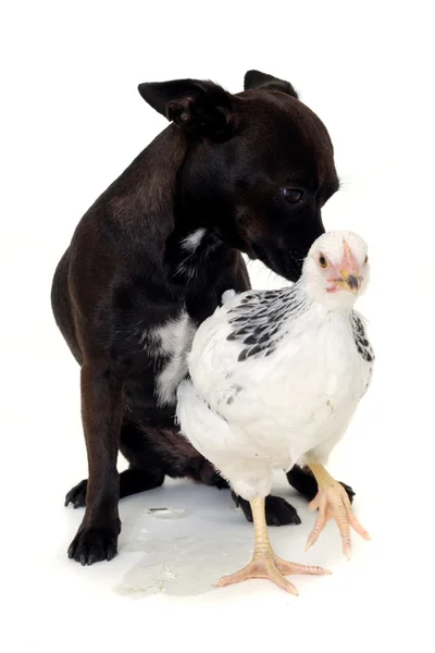 Puppy dog and chicken — Stock Photo, Image