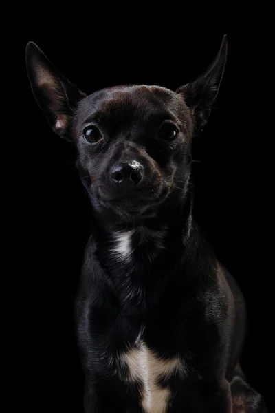子犬犬 — ストック写真