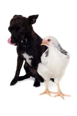 Puppy dog and chicken clipart