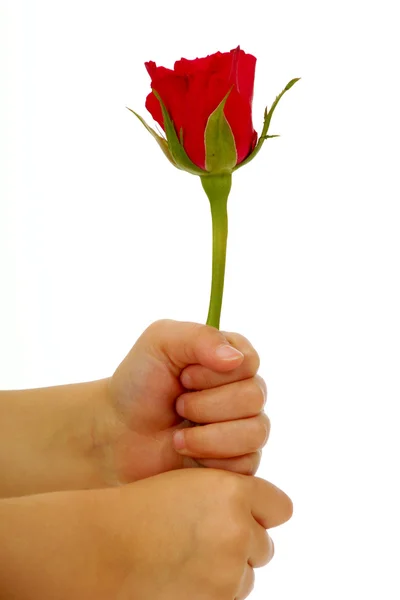 Kind hält Rosenblume in der Hand auf weißem Hintergrund — Stockfoto