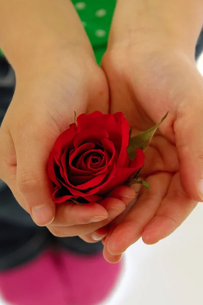 Criança segurando rosa flor na mão — Fotografia de Stock