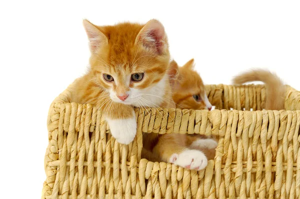 Two kittens in basket — Stock Photo, Image