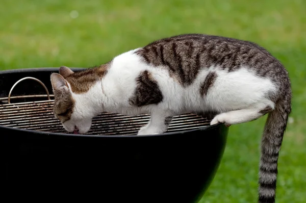 Cat on grill — Stock Photo, Image
