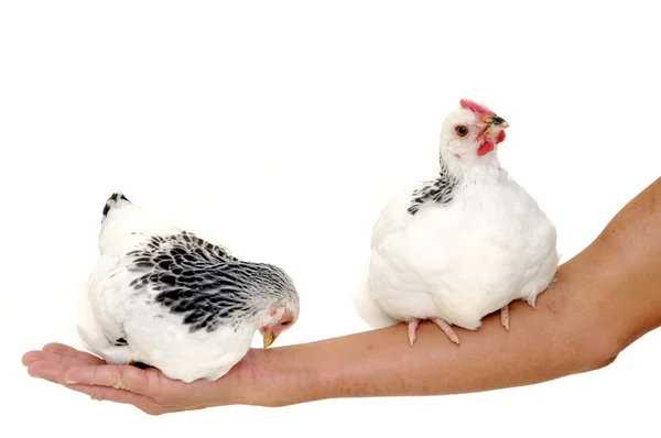Pollos sentados en el brazo —  Fotos de Stock