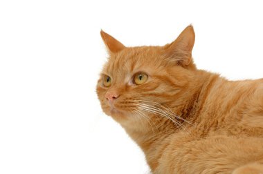kedi dinlenme