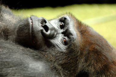 Resting gorilla clipart