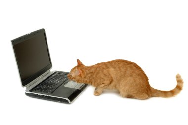 Cat is looking at laptop clipart