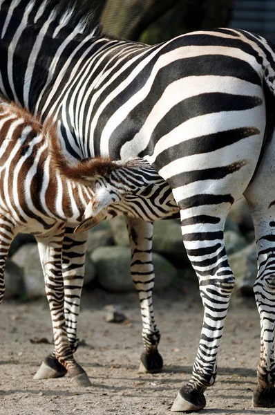 Zebra voeding — Stockfoto
