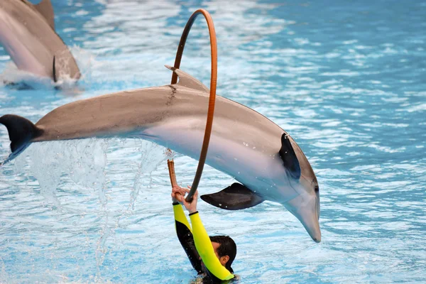 Дельфін стрибає через кільце — стокове фото