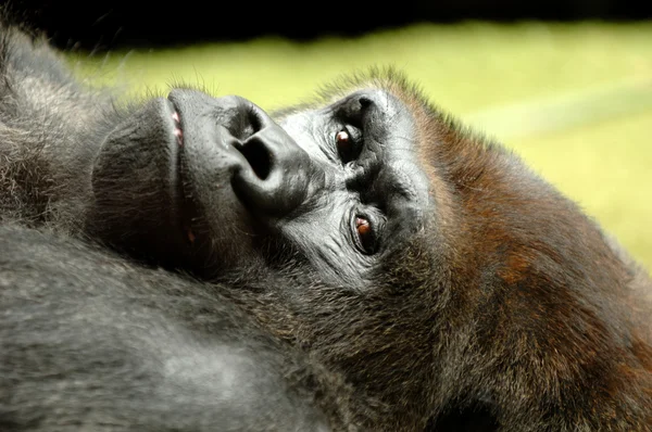 Resting gorilla — Stock Photo, Image