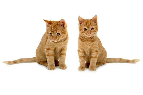 Twin kattungar — Stockfoto