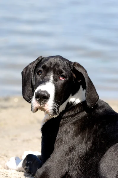 Gran cachorro danés — Foto de Stock