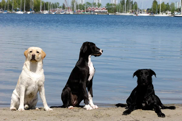 Drie honden — Stockfoto