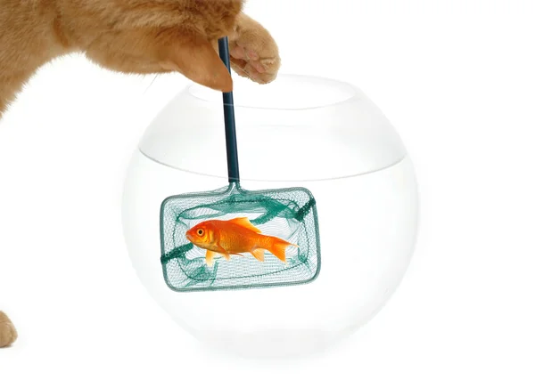 Pesca del gatto — Foto Stock