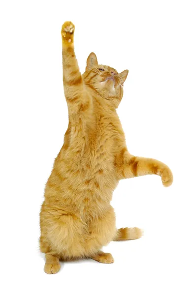 Танцующая кошка — стоковое фото