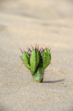 Cactus in the sand clipart