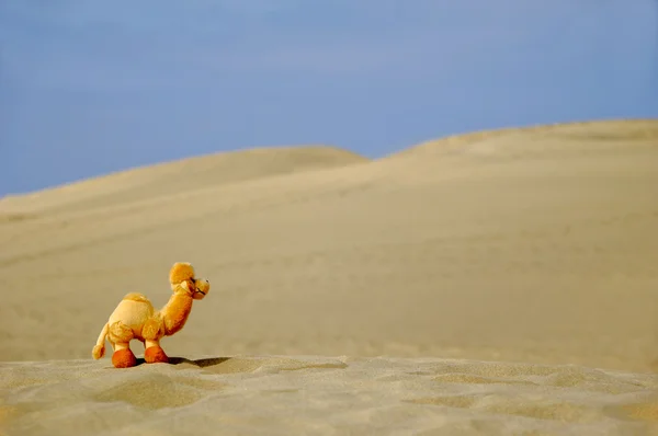 Dromedar 在沙漠中 — 图库照片