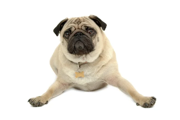 Triest pug dog rust — Stockfoto
