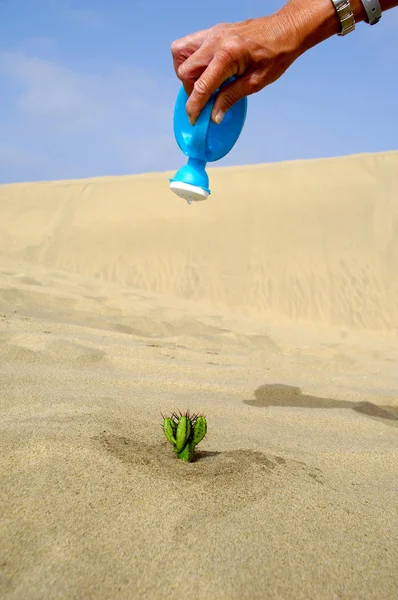 stock image Watering a cactus