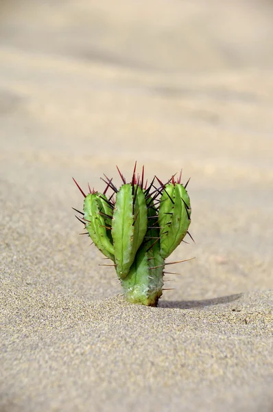 stock image Cactus in the sand