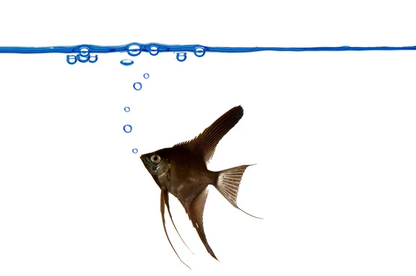 Svart scalare fisk och vattenlinjen — Stockfoto