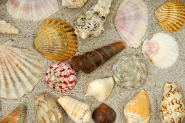 Shells in the sand clipart